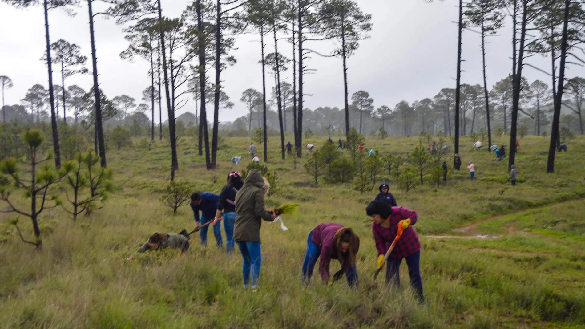 Para aprovechar las lluvias, Gobierno Estatal reforesta parajes turísticos afectados por incendios (2)